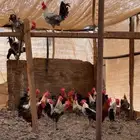 ديوك للبيع