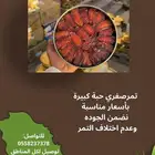 تمر صفري حبه كبيره ومتوسطه