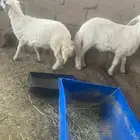 2 طليان