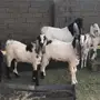 تيوس بيشة الرياض 