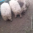 نعيمي سواكن وبربري وتيوس