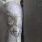 قطط للبيع واحده شهرين ونص سليمه بس عينها من ا