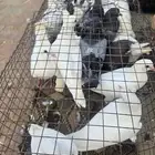 حمام فرنسي