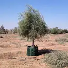 اشجار زيتون مثمر