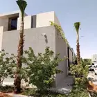 نخيل نخل واشنطن بأسعار مناسبة