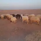 غنم مضاريع العدد تقريبا 16 سمان وسليمه ع الشرط