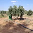 أشجار زيتون مثمر مراكن