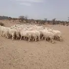 بسم الله مشاء الله تبارك الله نعرض لكم ضان حريات حرشش قطعه