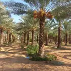 يوجد لدينا نخل عربي وشنطني