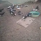 بط ذكور للبيع او البدل