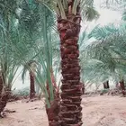 لشغل النخيل تكريب