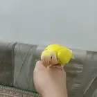 روز لاتينو عيون حمر هدد