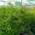 مشتل الوافي   يوفر جميع النباتات بانواعها