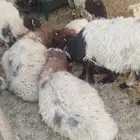 يوجد عندنا. نعيمي بلدي ذبيح. سعر زين طيبته. توصل. مع نا