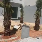 توريد وزرع نخل عربي ولزينه الواشنطني