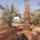 نخل اخلاص