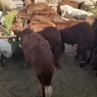 حاشى صومالى وسواكن ونعيمى وبربرى وتيوس