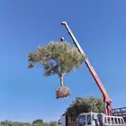 كرين ونش للايجار اليومي وشهري الموقع تبوك وخارج تبوك ضبا شرم