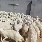 غنم مراح واحد حرش