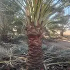 نعمل في مجال النخل من تكريب وقلع وغرس وصيانه عامه