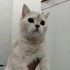 قطه سكوتش للبيع انثى