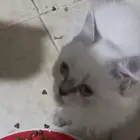 قطه انثى للبيع عمرها توها كملت شهرين
