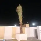 نخل للبيع فورن