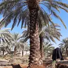 جميع اعمال النخيل