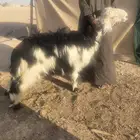 طليان طيبه مغلقه