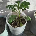 شجرة بطاطس