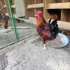 ديك فرنسي بيور