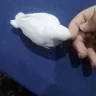 فرخ روز عين حمره البينو (تم البيع)