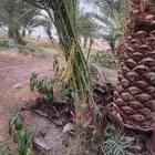 نخيل لبيع مثمر