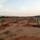 توريد وزراعة جميع انواع أنخيل والحمضيات والزيتون