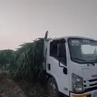 قصب اخضر تواصل