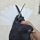 ذكر ذنباوي صافي