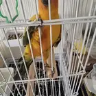 بيع ببغاء الكنيور