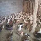 بط بكيني العدد حولي 80