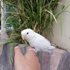 ببغاء روز