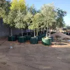 اشجار زيتون مراكن ومن الرض