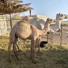 قعود هجن أصيل الاب منتج والام منتج