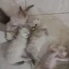 قطط اقل من شهر للبيع صحتهم ممتازه ولعوبين