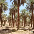متوفر لدينا نخل جميع المقاسات من 3 متر الا 8 متر تكريب هلال