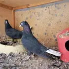 طبات قطايف للبيع