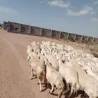 حريه حرش