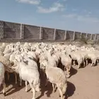غنم حريه حرش