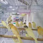 فروخ كناري سوري(تم البيع)