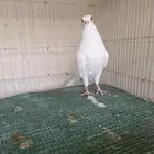 ذكر كوري ابيض