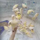 فروخ كناري سوري(تم البيع)