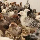 صوص فيومي شبابي
